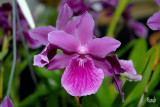 Miltonia Honolulu