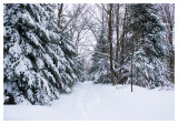 First steps in the forest ...