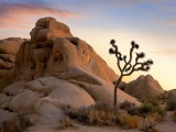 Joshua Tree NP