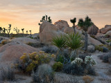 Joshua Tree NP