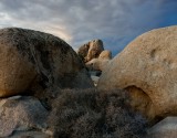 Joshua Tree NP