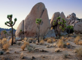 Joshua Tree NP