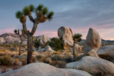 Joshua Tree NP