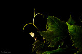 Leaves n curls