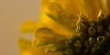 Marigold.