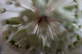 Astrantia