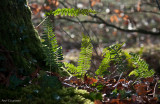 Ferns.