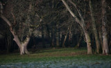 Copse