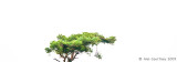 Tree top