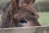  Peeping!