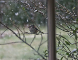 Long Tail Tit