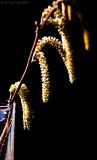 Catkins