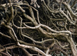 Roots and branches
