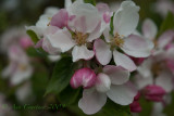 Apple Blossom