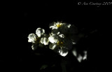 Hawthorn Blossom