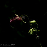 Aquilegia