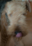 Jess in a hurry 