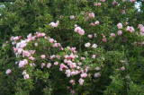 Albertine and Apples