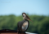 Little Sparrow