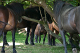 Crowding into the shade