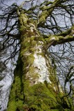 Up a tree