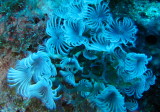 CoralFlowers_a.jpg