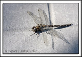 Female Variable Darner 1.jpg