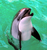 White Sided Dolphin_7808.jpg