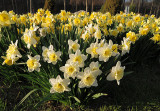 Daffodil Spray_9353.jpg