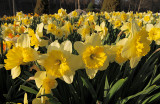 Daffodils Everywhere_9365.jpg
