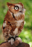 Eastern Screech Owl_0327.jpg