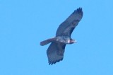 926CorpusBirds926 108.JPG