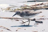 926CorpusBirds926 130.JPG