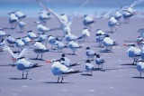 926CorpusBirds926 145.JPG