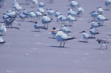 926CorpusBirds926 146.JPG
