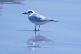 926CorpusBirds926 147.JPG