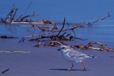 926CorpusBirds926 157.JPG