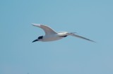 926CorpusBirds926 173.JPG