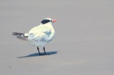 926CorpusBirds926 180.JPG