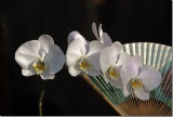 Orchid with Fan