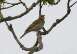 Tree Pipit / Trdpiplrka (Anthus trivialis)