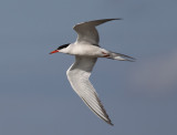 Common Tern / Fisktrna (Sterna hirundo)
