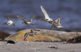 Dunlin / Krrsnppa	(Calidris alpina)