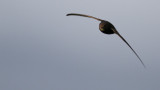 Common Swift / Tornseglare (Apus apus)