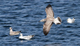 Caspian Gull / Kaspisk trut (Larus cachinnans)