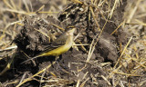Yellow Wagtail / Gulrla (Motacilla flava)
