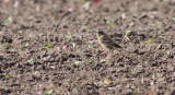 Red-throated Pipit / Rdstrupig piplrka (Anthus cervinus)