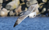 Larus argentatus 4cy