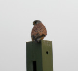 Kestrel / Tornfalk (Falco tinnunculus)