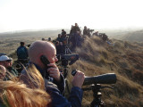 Black Lark twitch. Winterton Dunes, Norfolk.jpg